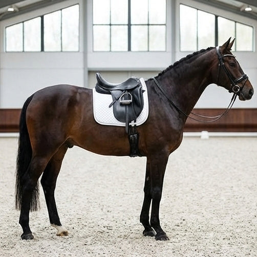 Elatheria Grand Prix premium full grain black leather dressage saddle elite riders