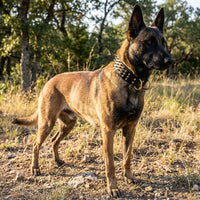 Dog wearing The Sentinel spiked leather collar outdoors, lifestyle shot