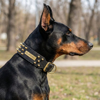 Dog wearing The Sentinel spiked leather collar, side profile