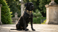 Dog wearing The Regal leather collar outdoors, lifestyle shot