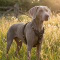 Weimaraner dog wearing The Companion Walk dark brown leather no-pull harness outdoors