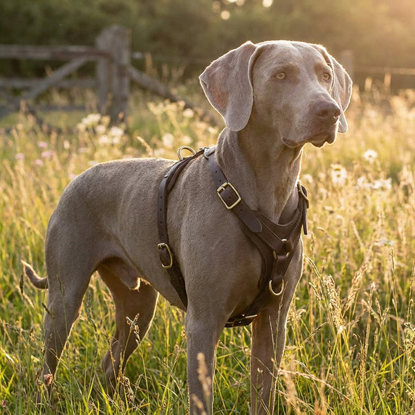 Weimaraner dog wearing The Companion Walk dark brown leather no-pull harness outdoors